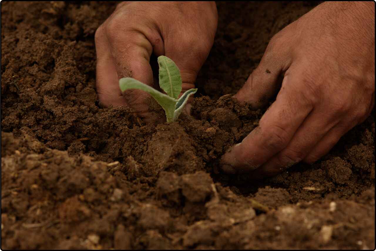 Close-up of hands planting a young crop in a regenerative farming field, showing rich, dark soil and healthy plants.